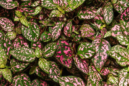 A Basic Guide to Growing Polka Dot Plants