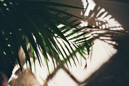 A Beginner's Guide to Growing Areca Palms Indoors