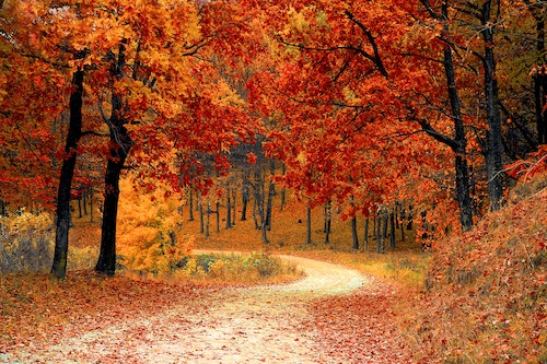 orange fall leave on a path
