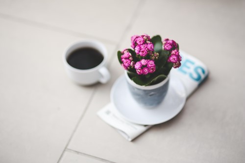 The 3 best indoor flowering plants for your home