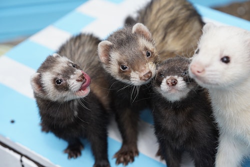 Ferrets as pets: What you should know