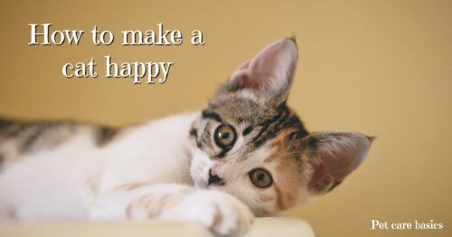 featured image with cat and text over top