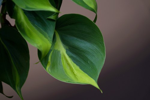 How to Grow a Philodendron in Water
