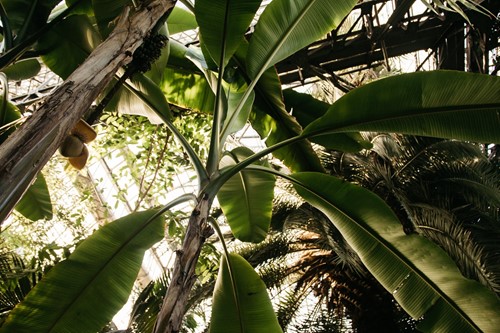 Banana Trees & Other Tropical Plants for Cold Climates