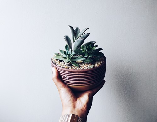 Things to Consider When Planting Succulents Together