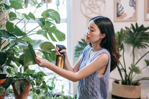 Houseplant Care Guide: How to Get Rid of Whiteflies
