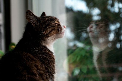 Understanding why your indoor cat wants to go outside