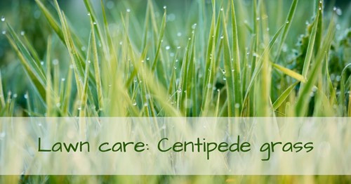 Landscaping at home: The nuances of centipede grass