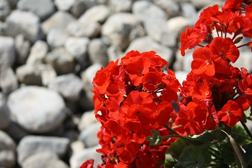 4 Popular Types of Geranium to Know