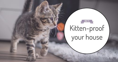 How to kitten-proof your house: The basics of bringing home a new pet