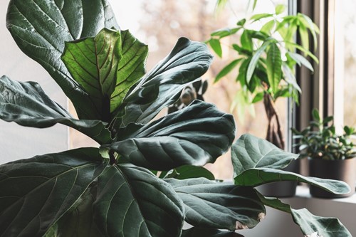 Tall plants & indoor trees for any room