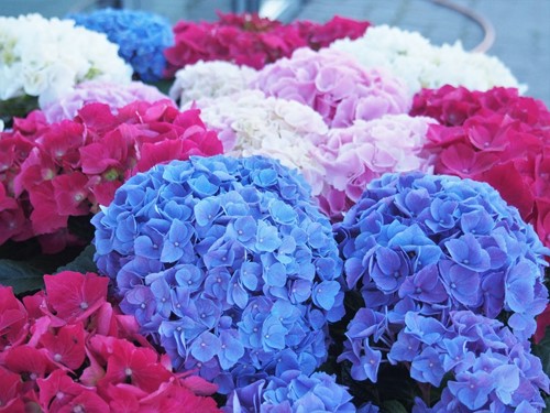 A Basic Guide to Growing Hydrangeas Indoors