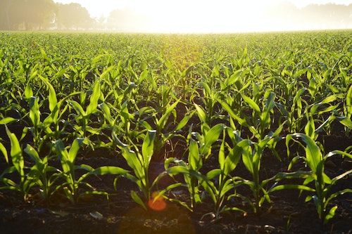 A guide to understanding crop insurance