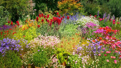 Planting a wildflower garden: Benefits & tips