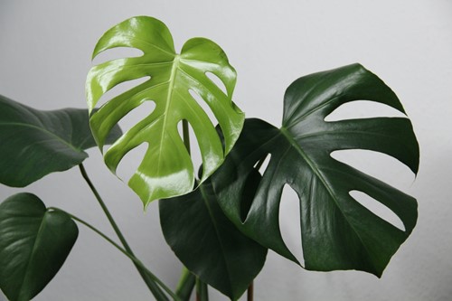 3 Trendy living room plants to bring home