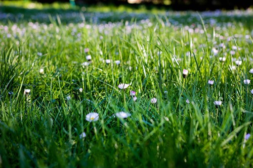 How to get rid of weeds in grass the organic way