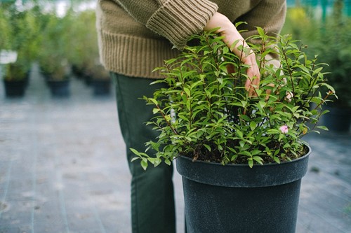 4 Reasons to build a greenhouse