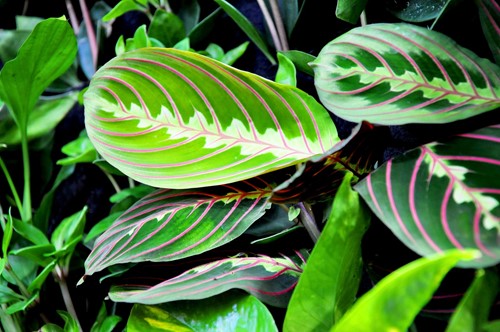 Is Your Prayer Plant Blooming? Here's What You Should Know