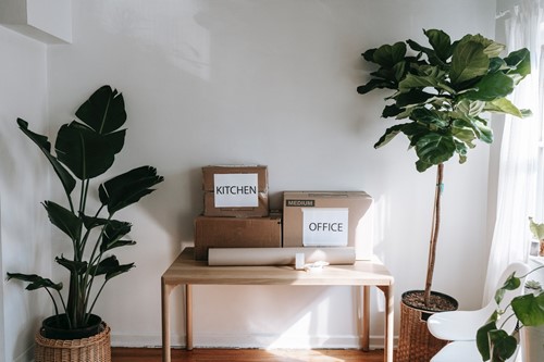 Expert Tips for Moving With Houseplants