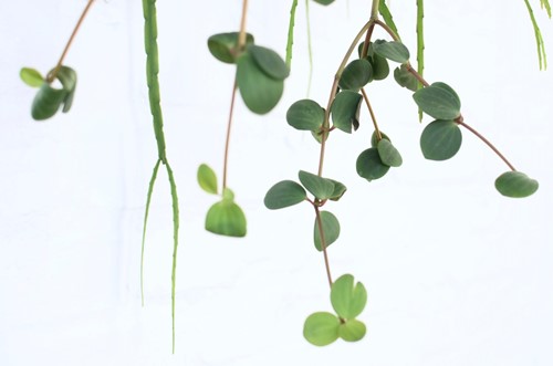 Avoiding Epipremnum Aureum: Pet-Safe Trailing Plants for Your Houseplant Collection