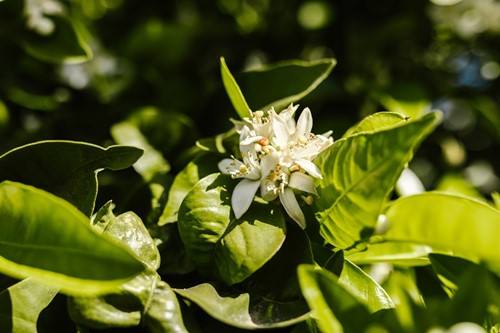 How to Grow and Care for Indoor Jasmine Plants