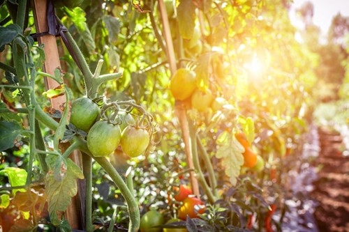 3 Secrets to starting an organic garden