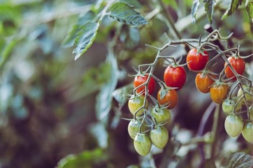 Consider these things before you build a greenhouse