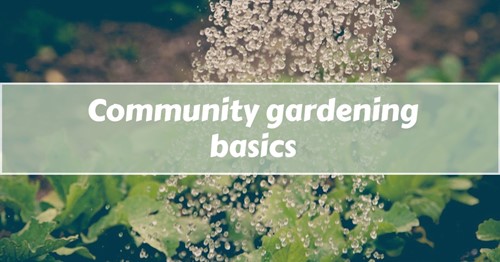 How to start a beautiful community garden