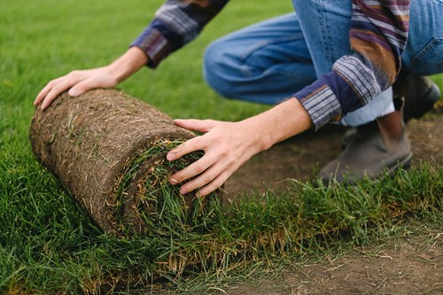Lawn turf care & maintenance basics