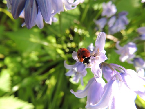 Simple solutions for natural garden pest control