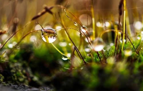 How to use lawn moss to find your lawn's problems