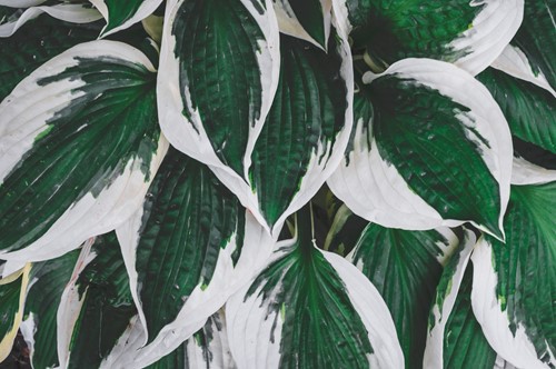 shade loving plants