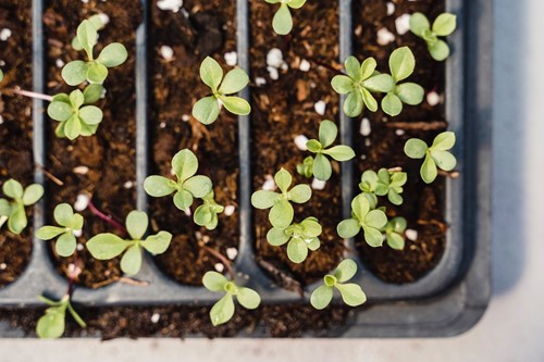 Grow Plants Indoors With These DIY Mini-Greenhouse Ideas