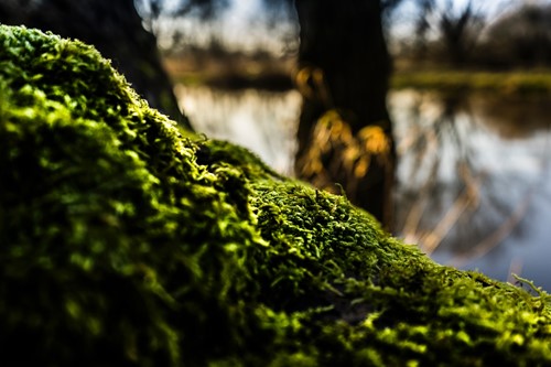 Removing & preventing lawn moss