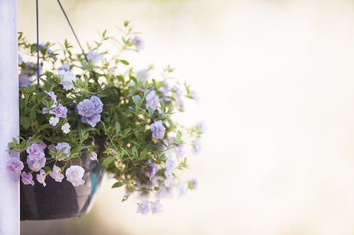 Photo of hanging flower basket