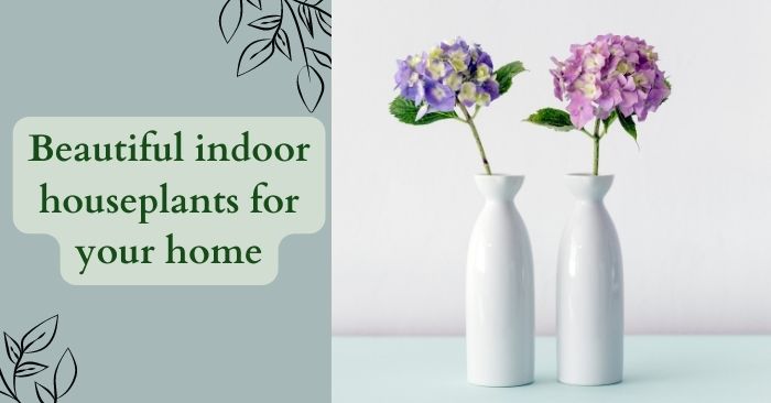 Indoor houseplants for each room of your home
