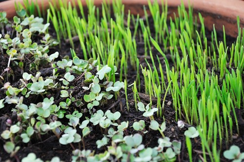 Quick Guide on Growing Microgreens Indoors 