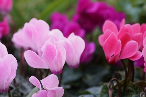 How to Get Your Cyclamen to Bloom Again