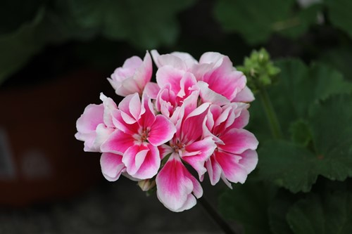 Growing Geraniums in Containers