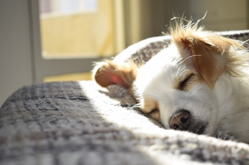 Upcycled Dog Beds: 3 Ways to DIY