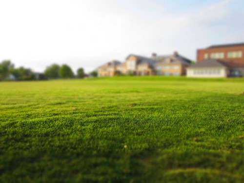 Grub control: Natural methods for protecting your lawn