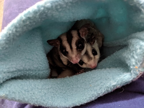 What you should know about keeping sugar gliders as pets