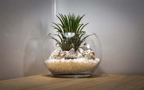 DIY project for plant lovers: Making an air plant terrarium