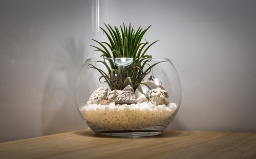 Try this DIY project for displaying your air plants