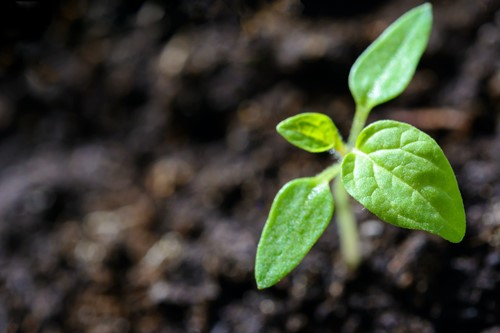 3 Secrets to sustainable gardening