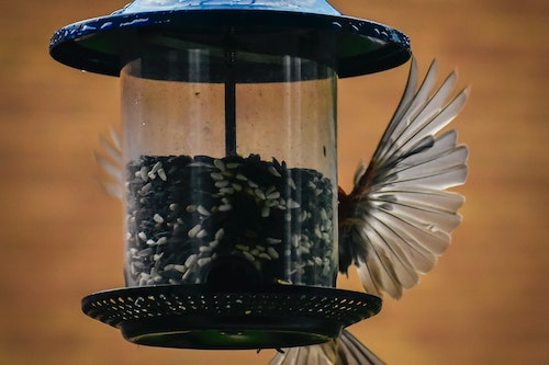  bird eating from a bird feeder