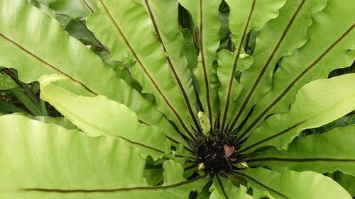 How to Care for a Bird's Nest Fern