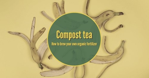 How to make compost tea from kitchen waste