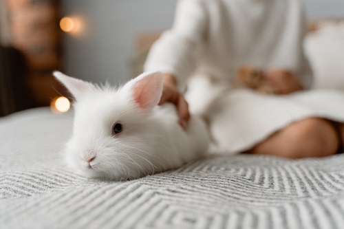 Here's what to do before adopting a rabbit