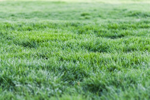 Grass seed: Fescue lawn basics